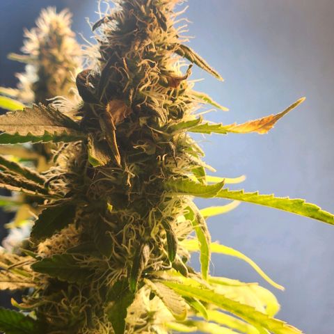 Goji OG growlog timeline photo