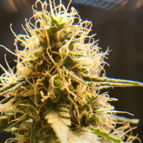 Goji OG growlog timeline photo
