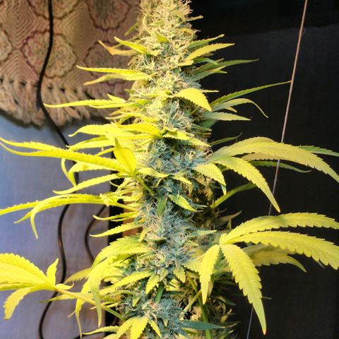 Goji OG growlog timeline photo