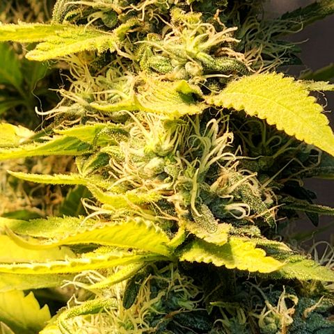 Goji OG growlog photo: Nothing looks too different since the past week or so. Expecting final ripening soon. 