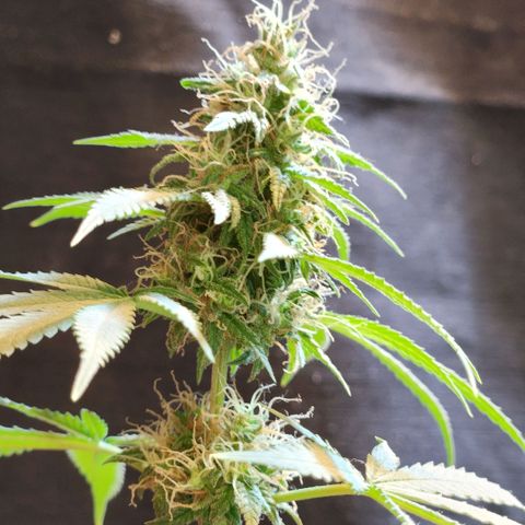 Goji OG growlog photo: Nothing looks too different since the past week or so. Expecting final ripening soon. 