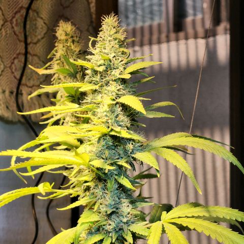 Goji OG growlog photo: Nothing looks too different since the past week or so. Expecting final ripening soon. 