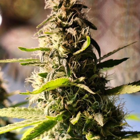 Goji OG growlog photo: Nothing looks too different since the past week or so. Expecting final ripening soon. 