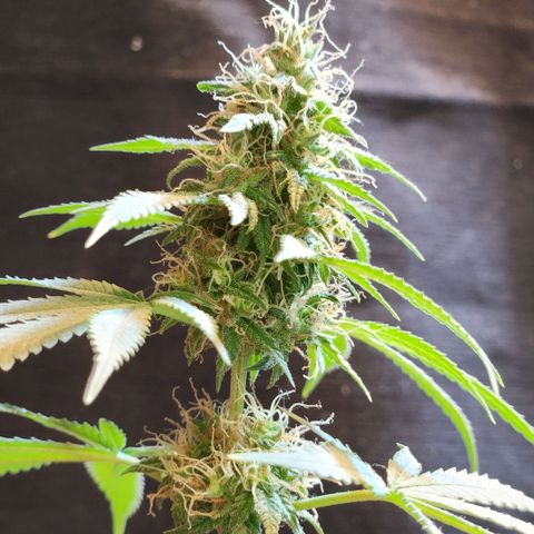 Goji OG growlog photo: Nothing looks too different since the past week or so. Expecting final ripening soon. 