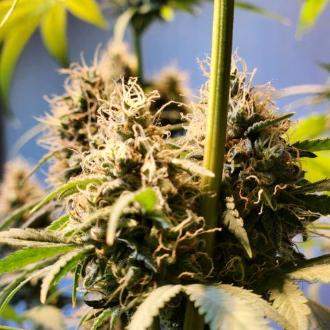 Goji OG growlog photo: Nothing looks too different since the past week or so. Expecting final ripening soon. 