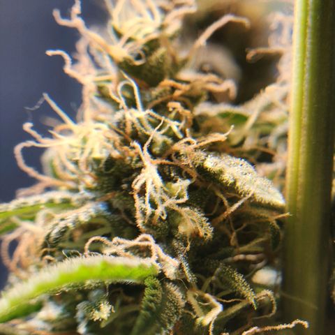 Goji OG growlog photo: Nothing looks too different since the past week or so. Expecting final ripening soon. 