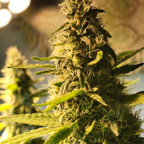 Goji OG growlog photo: Week 9 is about to end. But the pistils still look like they're growing. The ripening looks late. 