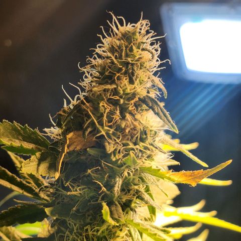 Goji OG growlog photo: Week 9 is about to end. But the pistils still look like they're growing. The ripening looks late. 