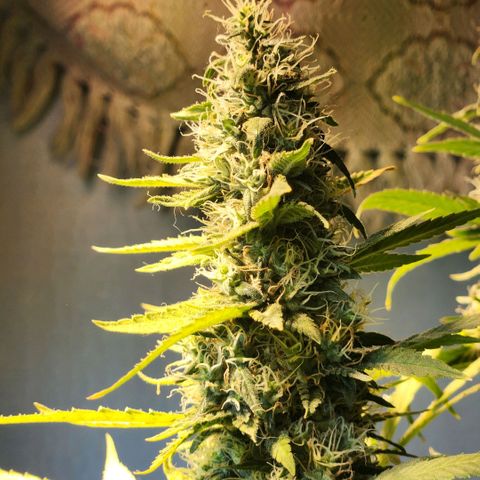 Goji OG growlog photo: Week 9 is about to end. But the pistils still look like they're growing. The ripening looks late. 