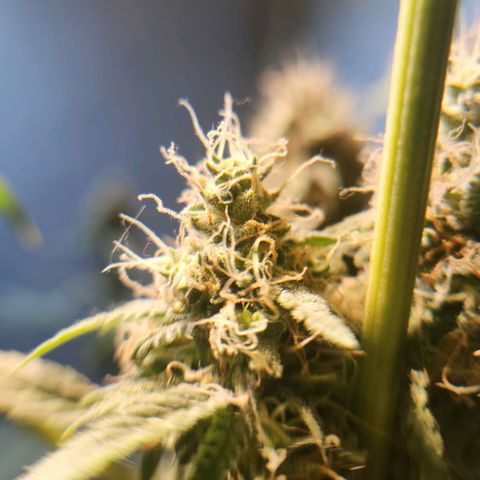 Goji OG growlog timeline photo