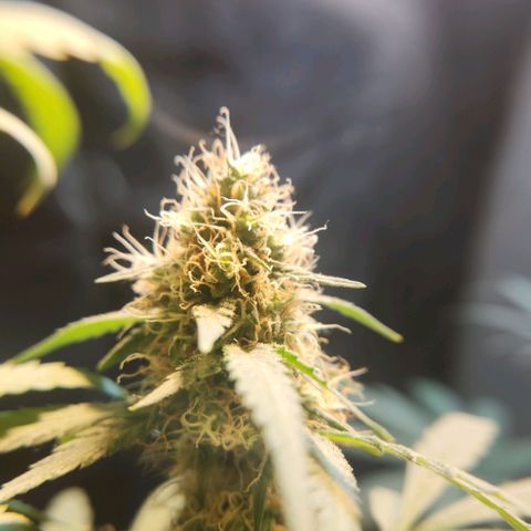 Goji OG growlog timeline photo
