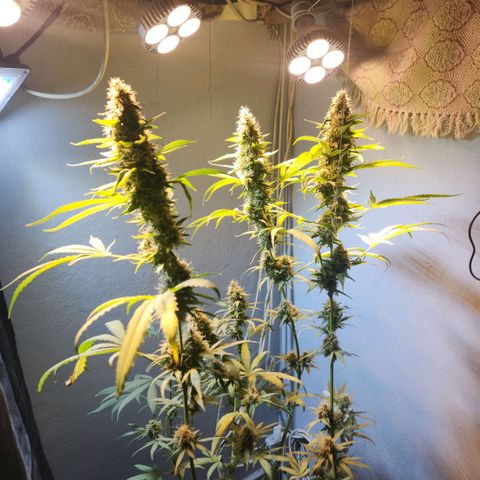 Goji OG growlog photo: The trichomes should have turned cloudy by now. And pistils should have turned brown and curled. But it seems that both of these are delayed. Probably because of the heat. 