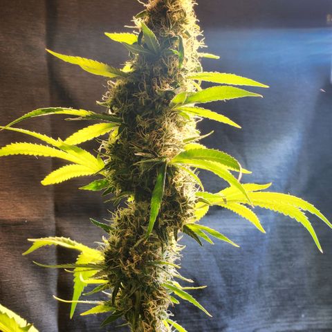 Goji OG growlog photo: The trichomes should have turned cloudy by now. And pistils should have turned brown and curled. But it seems that both of these are delayed. Probably because of the heat. 
