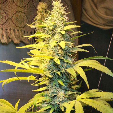 Goji OG growlog photo: The trichomes should have turned cloudy by now. And pistils should have turned brown and curled. But it seems that both of these are delayed. Probably because of the heat. 