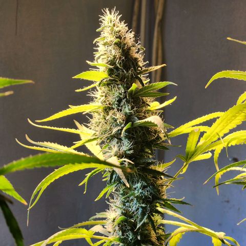 Goji OG growlog photo: The trichomes should have turned cloudy by now. And pistils should have turned brown and curled. But it seems that both of these are delayed. Probably because of the heat. 