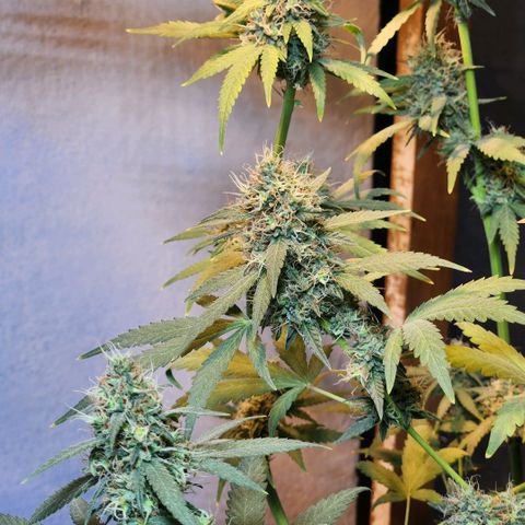 Goji OG growlog photo: The trichomes should have turned cloudy by now. And pistils should have turned brown and curled. But it seems that both of these are delayed. Probably because of the heat. 