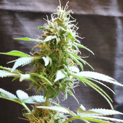 Goji OG growlog photo: The trichomes should have turned cloudy by now. And pistils should have turned brown and curled. But it seems that both of these are delayed. Probably because of the heat. 