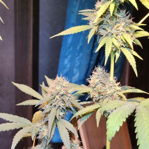 Goji OG growlog photo: The trichomes should have turned cloudy by now. And pistils should have turned brown and curled. But it seems that both of these are delayed. Probably because of the heat. 