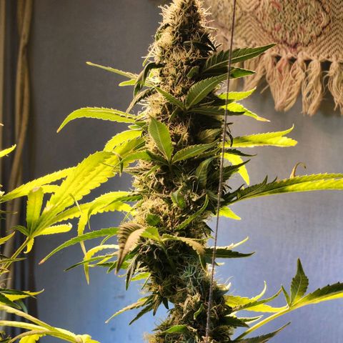 Goji OG growlog photo: The trichomes should have turned cloudy by now. And pistils should have turned brown and curled. But it seems that both of these are delayed. Probably because of the heat. 