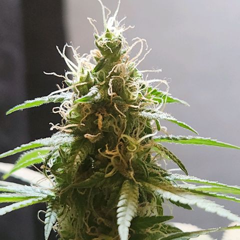 Goji OG growlog photo: The trichomes should have turned cloudy by now. And pistils should have turned brown and curled. But it seems that both of these are delayed. Probably because of the heat. 