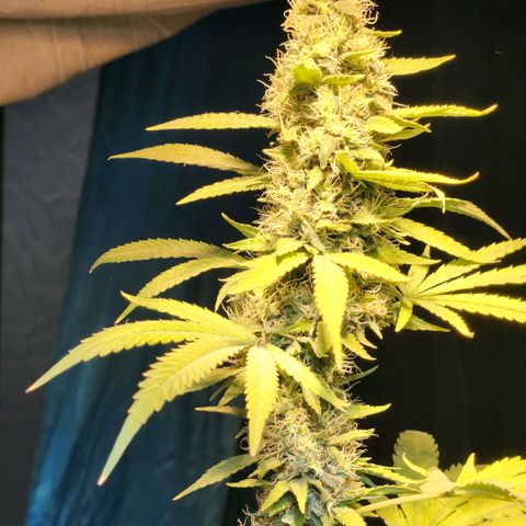 Goji OG growlog photo: The trichomes should have turned cloudy by now. And pistils should have turned brown and curled. But it seems that both of these are delayed. Probably because of the heat. 