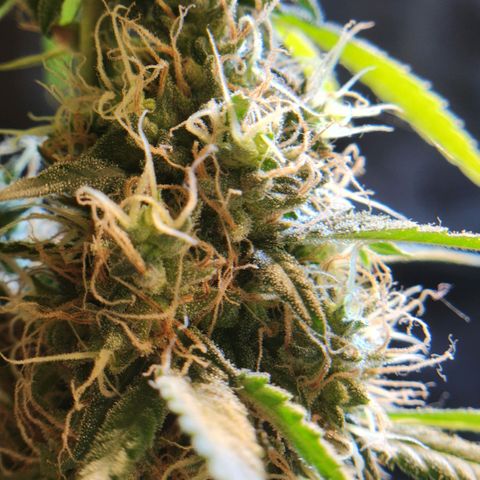 Goji OG growlog timeline photo