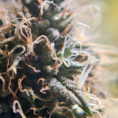 Goji OG growlog timeline photo