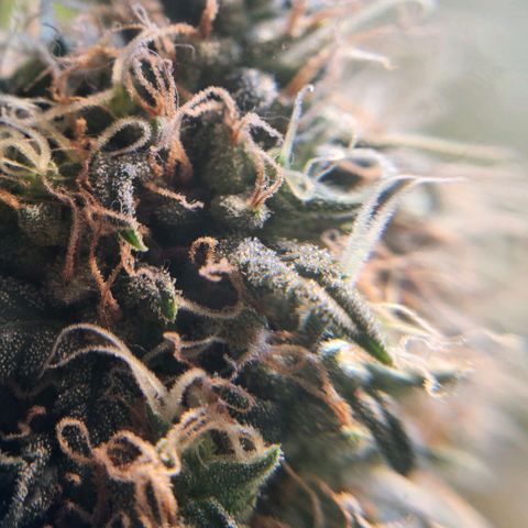 Goji OG growlog timeline photo