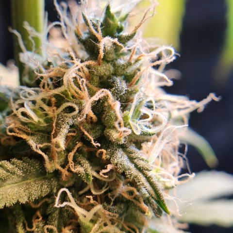 Goji OG growlog timeline photo