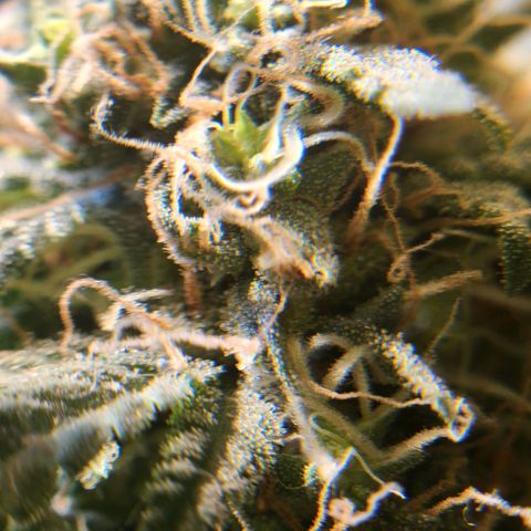 Goji OG growlog timeline photo