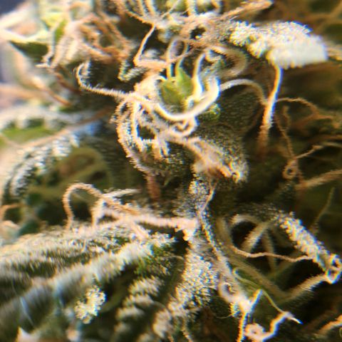 Goji OG growlog timeline photo