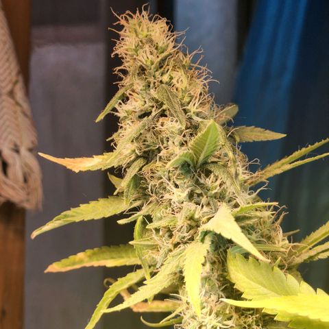 Goji OG growlog photo: Noticing more pistils turning orange on the top colas. 