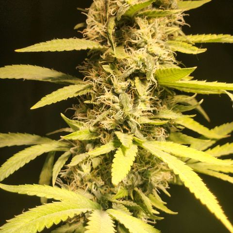 Goji OG growlog photo: Noticing more pistils turning orange on the top colas. 