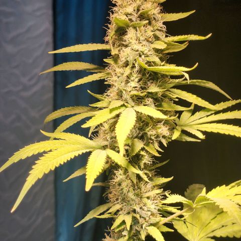 Goji OG growlog photo: Noticing more pistils turning orange on the top colas. 