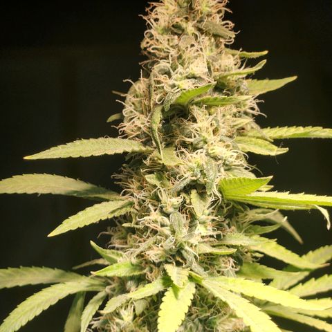 Goji OG growlog photo: Noticing more pistils turning orange on the top colas. 