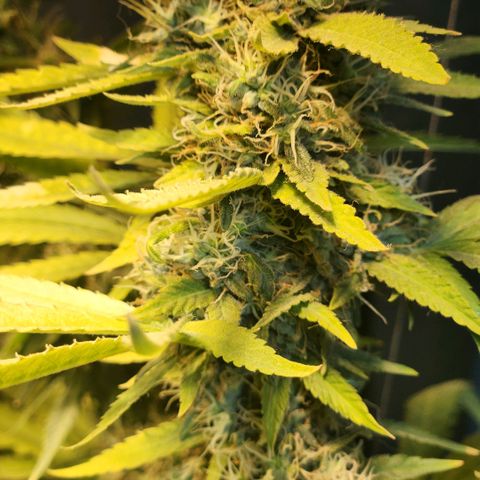 Goji OG growlog photo: Noticing more pistils turning orange on the top colas. 