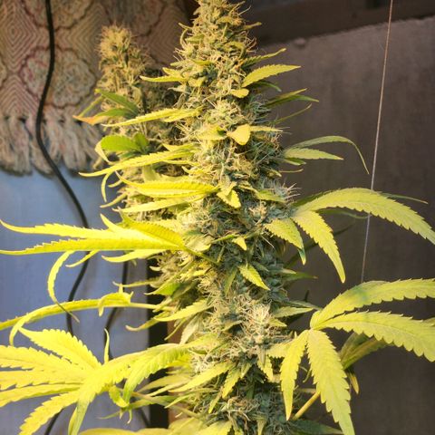 Goji OG growlog photo: Noticing more pistils turning orange on the top colas. 