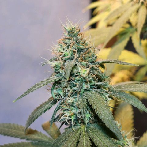 Goji OG growlog photo: Noticing more pistils turning orange on the top colas. 