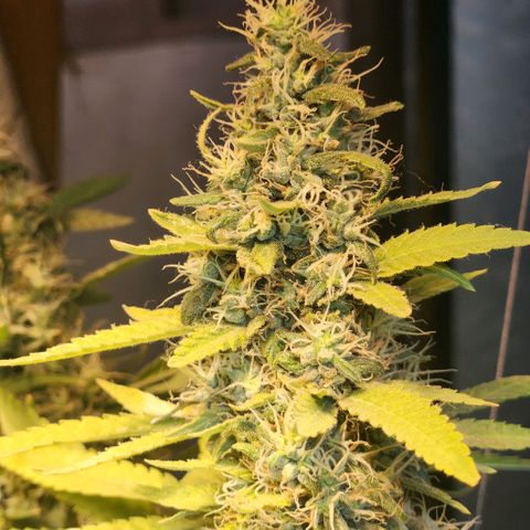 Goji OG growlog photo: Noticing more pistils turning orange on the top colas. 