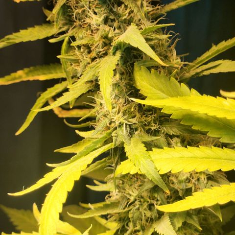 Goji OG growlog photo: Noticing more pistils turning orange on the top colas. 