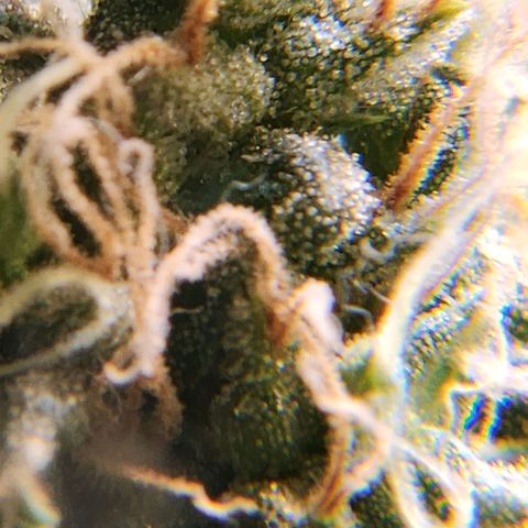 Goji OG growlog photo: The trichomes look mostly cloudy. Half of the pistils are orange. But not fill curled in. 