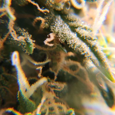Goji OG growlog photo: The trichomes look mostly cloudy. Half of the pistils are orange. But not fill curled in. 