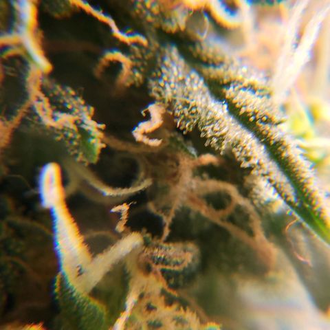 Goji OG growlog photo: The trichomes look mostly cloudy. Half of the pistils are orange. But not fill curled in. 