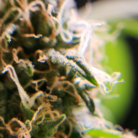 Goji OG growlog photo: The trichomes look mostly cloudy. Half of the pistils are orange. But not fill curled in. 