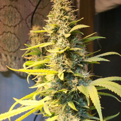 Goji OG growlog timeline photo