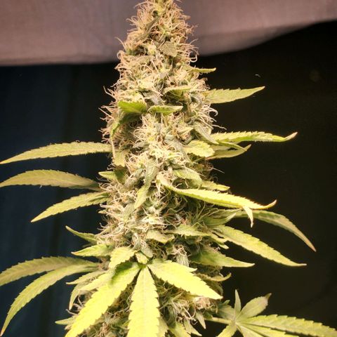 Goji OG growlog timeline photo