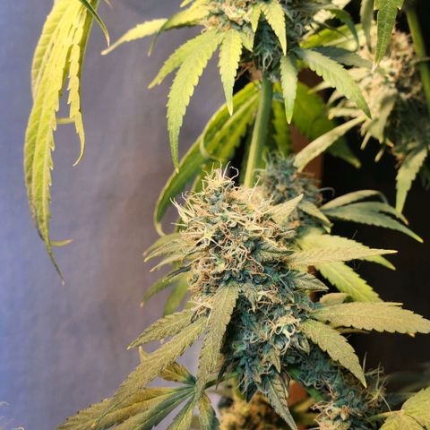Goji OG growlog timeline photo