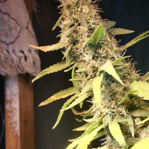 Goji OG growlog timeline photo