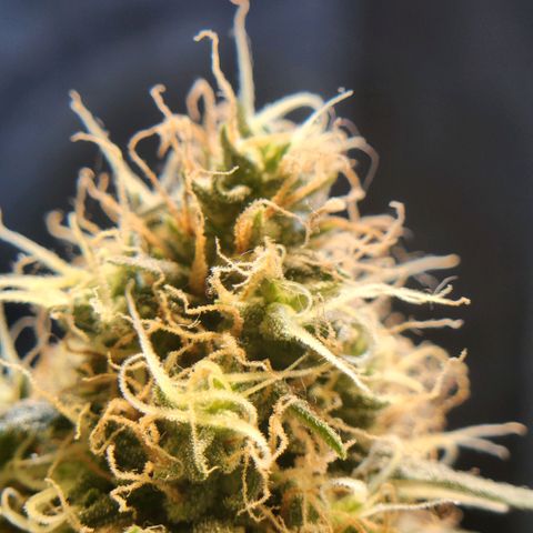Goji OG growlog timeline photo