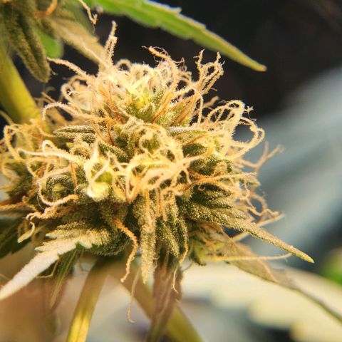 Goji OG growlog timeline photo